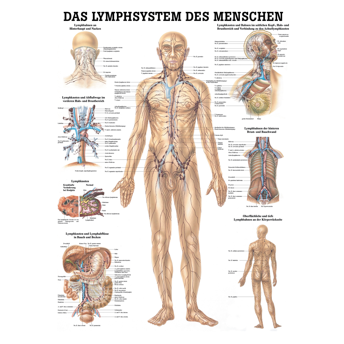 Anatomische Lehrtafel "Das Lymphsystem des Menschen  34 x 24"